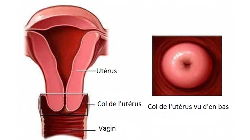 Col de l'utérus 