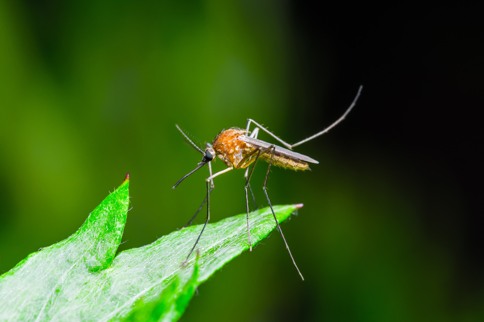 Piqures De Moustiques Traitements Prevention Enceinte Comment Combattre Les Insectes Neufmois Fr